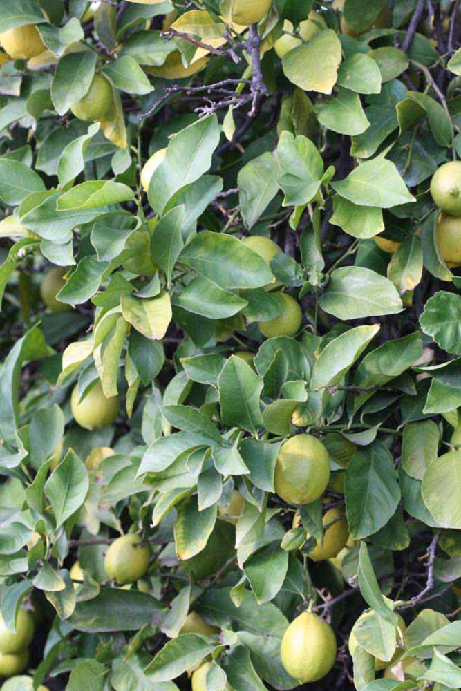            Sun leaves (Persian SPB-7, Riverside, CA)   